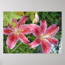 Stargazer Lilies Garden