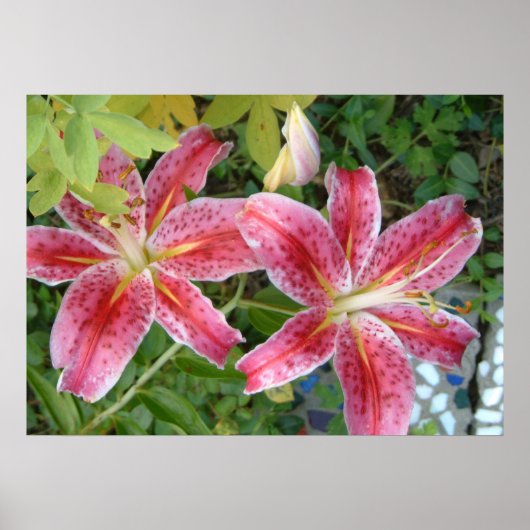 Stargazer Lilies Garden Poster (Vorne)