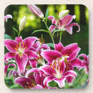 Stargazer Lilies Getränkeuntersetzer