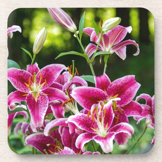 Stargazer Lilies Getränkeuntersetzer (Vorderseite)