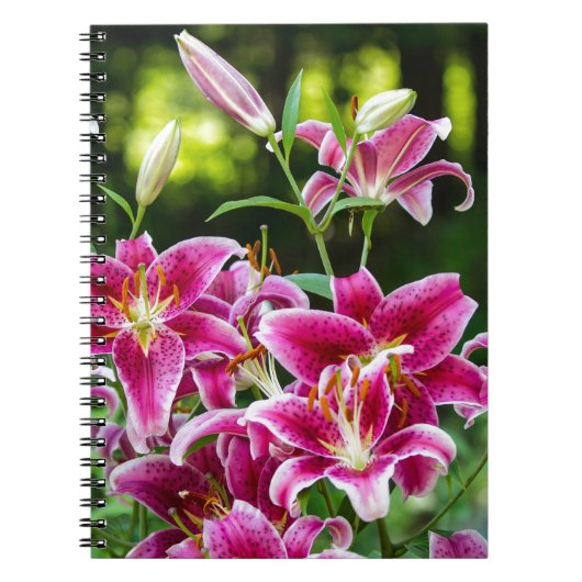Stargazer Lilies Notizblock (Vorderseite)