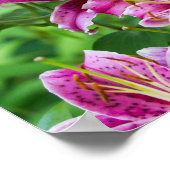 Stargazer Lilies Poster (Ecke)