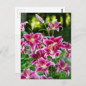 Stargazer Lilies Postkarte (Vorne/Hinten)