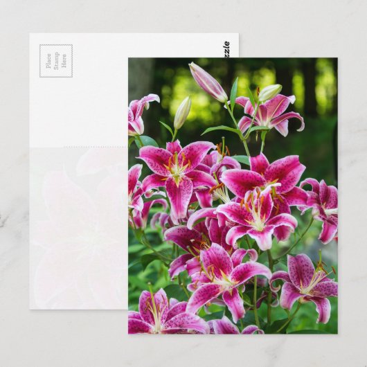 Stargazer Lilies Postkarte (Vorne/Hinten)