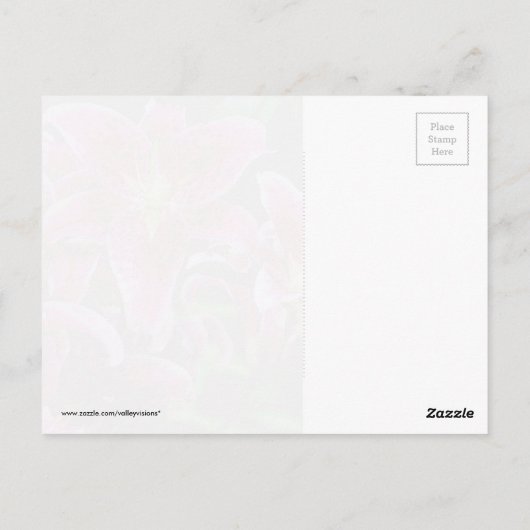 Stargazer Lilies Postkarte (Rückseite)