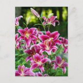 Stargazer Lilies Postkarte (Vorderseite)