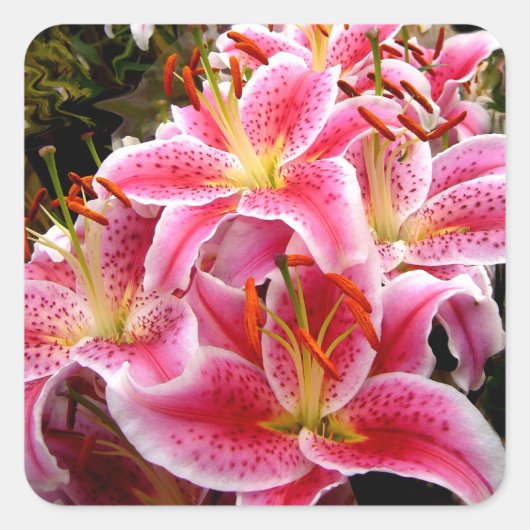 "Stargazer" Lilies Quadratischer Aufkleber (Vorderseite)