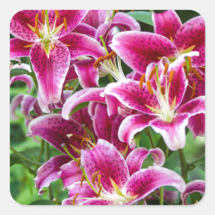 Stargazer Lilies Quadratischer Aufkleber