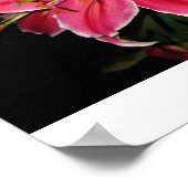 Stargazer Lilly Poster (Ecke)