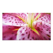 Stargazer Lily Bright Magenta Fotodruck (Vorne)