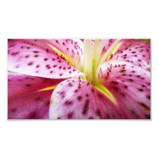 Stargazer Lily Bright Magenta Fotodruck (Vorne)