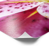 Stargazer Lily Bright Magenta Fotodruck (Ecke)