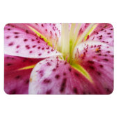 Stargazer Lily Bright Magenta Magnet (Horizontal)