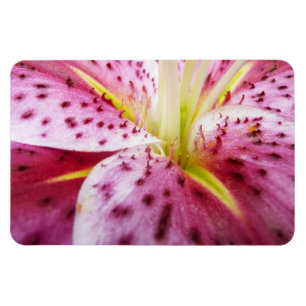 Stargazer Lily Bright Magenta Magnet