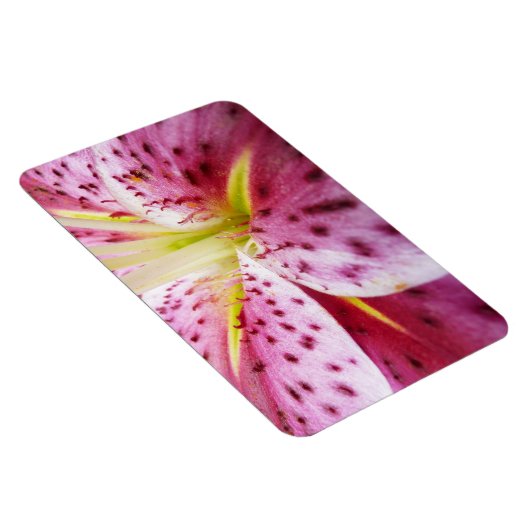 Stargazer Lily Bright Magenta Magnet (Rechte Seite)