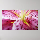 Stargazer Lily Bright Magenta Poster (Vorne)