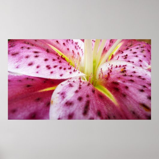 Stargazer Lily Bright Magenta Poster (Vorne)