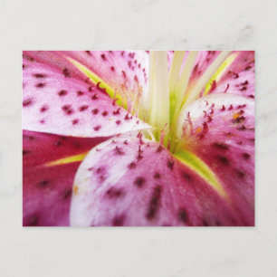 Stargazer Lily Bright Magenta Postkarte