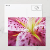 Stargazer Lily Bright Magenta Postkarte (Vorne/Hinten)