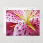 Stargazer Lily Bright Magenta Postkarte (Vorne/Hinten)