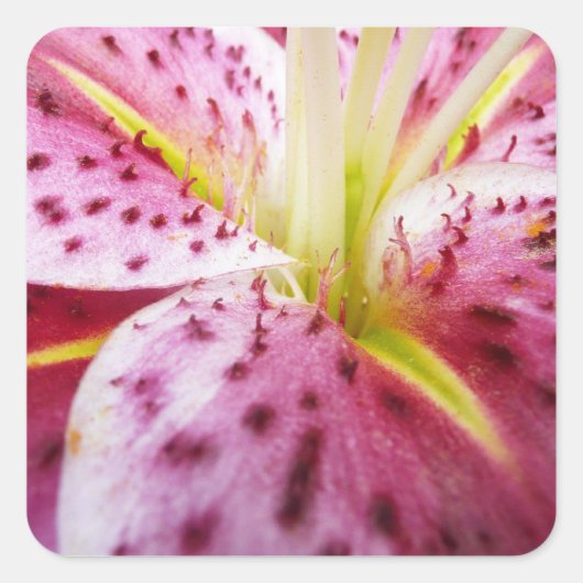 Stargazer Lily Bright Magenta Quadratischer Aufkleber (Vorderseite)