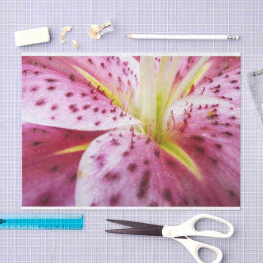 Stargazer Lily Bright Magenta Seidenpapier (Handwerk)