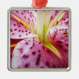 Stargazer Lily Bright Magenta Silbernes Ornament