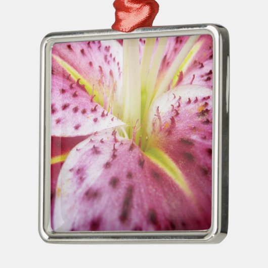 Stargazer Lily Bright Magenta Silbernes Ornament (Links)