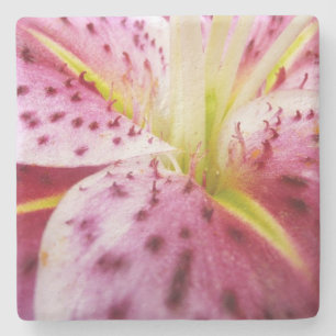 Stargazer Lily Bright Magenta Steinuntersetzer