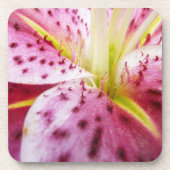 Stargazer Lily Bright Magenta Untersetzer (Vorderseite)
