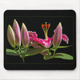 Stargazer Lily Buds und Blüte Mousepad