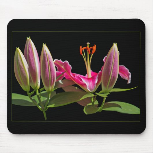 Stargazer Lily Buds und Blüte Mousepad (Vorne)