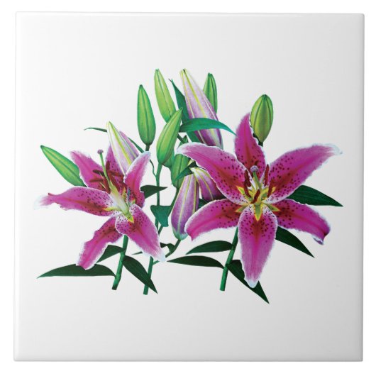 Stargazer Lily Family Fliese (Vorderseite)