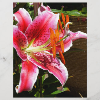 Stargazer Lily Fotograf