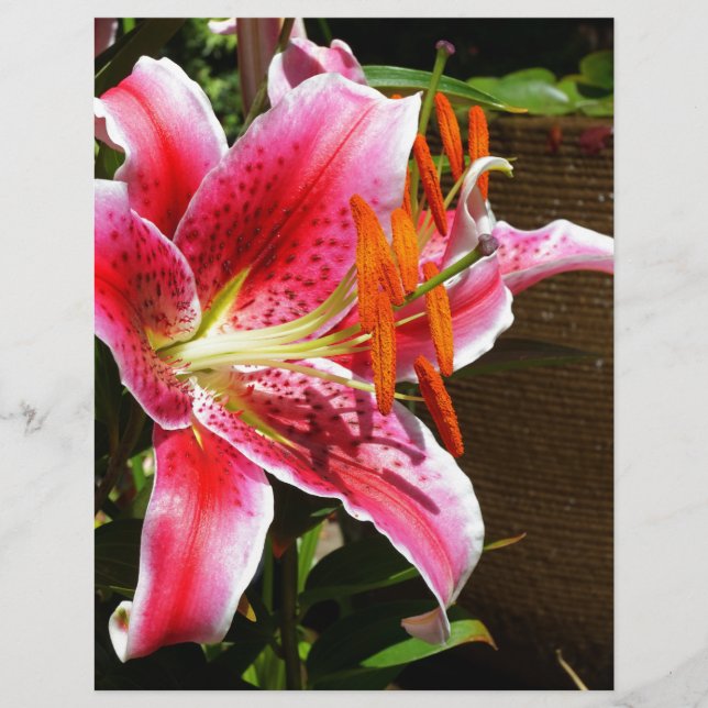 Stargazer Lily Fotograf (Vorderseite)