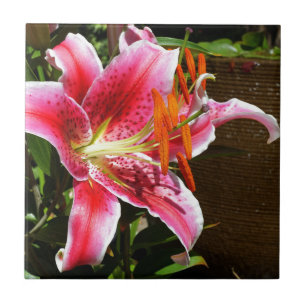 Stargazer Lily Fotograf Fliese
