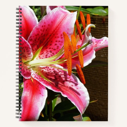 Stargazer Lily Fotograf Notizblock (Vorderseite)