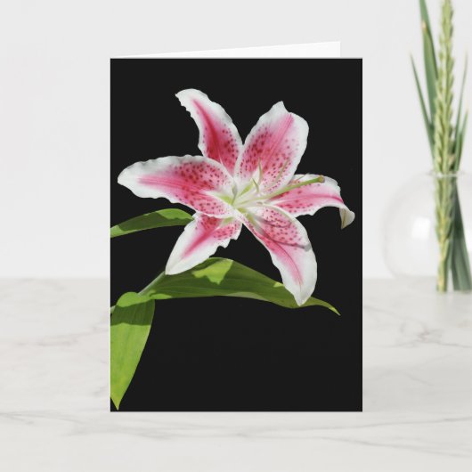Stargazer Lily Karte (Vorderseite)