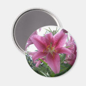 Stargazer Lily Magnet (Vorderseite/Rückseite)