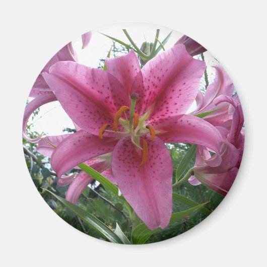 Stargazer Lily Magnet (Vorne)