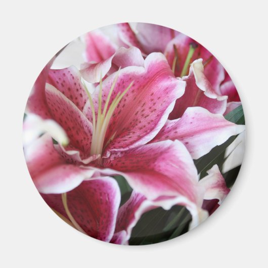 Stargazer Lily Magnet (Vorne)