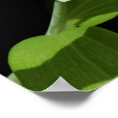Stargazer Lily Poster (Ecke)
