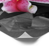 Stargazer Lily Poster (Ecke)