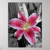 Stargazer Lily Poster (Vorne)