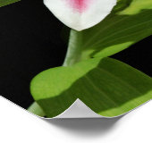 Stargazer Lily Poster (Ecke)