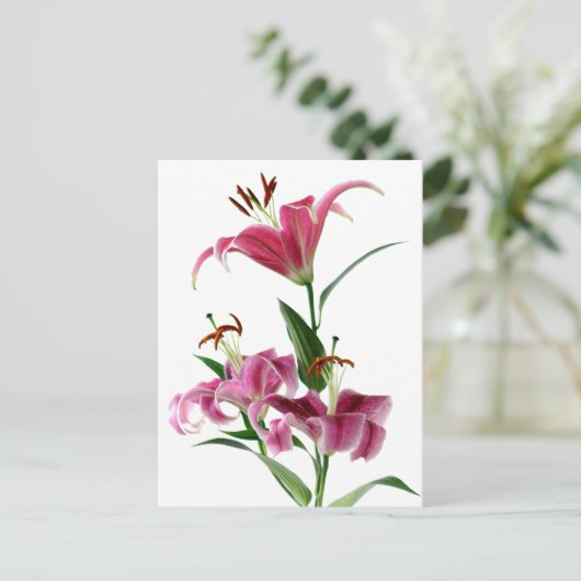 Stargazer Lily Postkarte (Stehend Vorderseite)