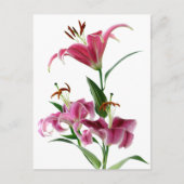 Stargazer Lily Postkarte (Vorderseite)