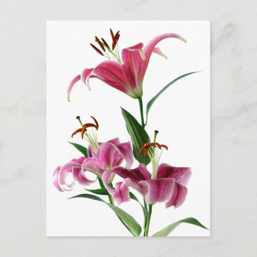 Stargazer Lily Postkarte (Vorderseite)
