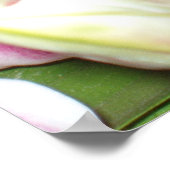 Stargazer Lily Print Poster (Ecke)
