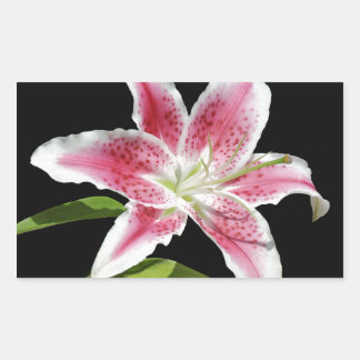 Stargazer Lily Rechteckiger Aufkleber